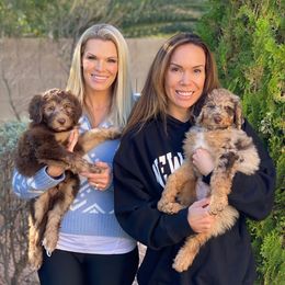 Aussiedoodle Puppies from Gore Doodle Ranch