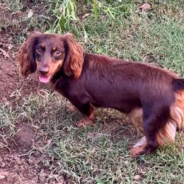 Pinkie Pie - Dachshund