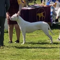 Omega - Dogo Argentino