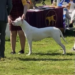 Omega - Dogo Argentino