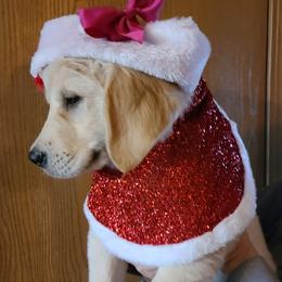 Golden Retrievers from Eagle Ridge Goldens