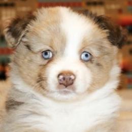 German Shepherds and Miniature Australian Shepherds from Taylor Pevehouse