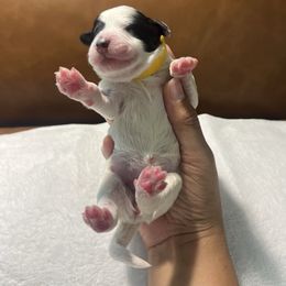 Sunny - Black and white female Bernedoodle puppy in Florida from Doodles & Danes
