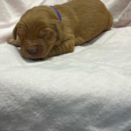 Crunch - dark purple - Dark golden female Golden Retriever puppy in Pelham, Georgia from Sellers Kennels