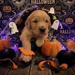 Hazel - Apricot female Goldendoodle puppy in Indiana, Pennsylvania from Kathy's Doodles
