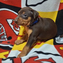 Thunder - Chocolate and rust male Miniature Pinscher puppy in Grove, Oklahoma from K&J's Min Pins Of Grand Lake