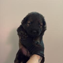 Ember - Sable female German Shepherd puppy in Knowlton Township, New Jersey from Augenblick Kennels