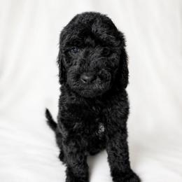 Orange collar - Black male Goldendoodle puppy in Christiana, Tennessee from Rechlicz Family Doodles