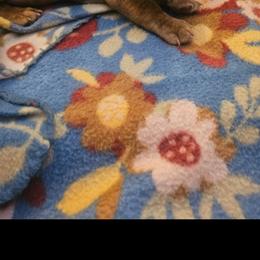 Dachshund Puppies from Dog Crick Daschunds