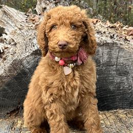 Poodles from Villa Rosa Poodles