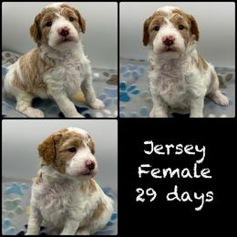 Jersey - Parti female Poodle puppy in Grass Valley, California from Sapphire Ridge Poodles