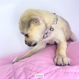 Chihuahua Puppies from Bunny Ear Family