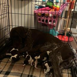 Girl 1 - Liver roan female German Shorthaired Pointer puppy in Section, Alabama from Emily's GSPs