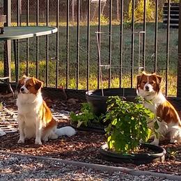 Stroop - Nederlandse Kooikerhondje