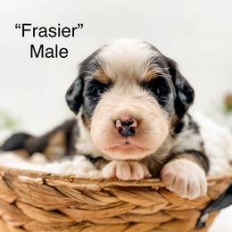 Frazier (Orange Collar) - Black rust and white male Bernese Mountain Dog puppy in Hudson, Indiana from TurkeyCreek-K9