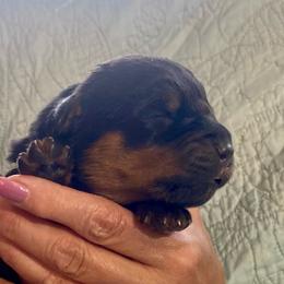 Storm - Black and mahogany male Rottweiler puppy in Crothersville, Indiana from The Solid Rock Kennel