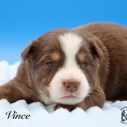 Vince - Red tri male Miniature Australian Shepherd puppy in Weeki Wachee, Florida from Arlington's Mini Aussies