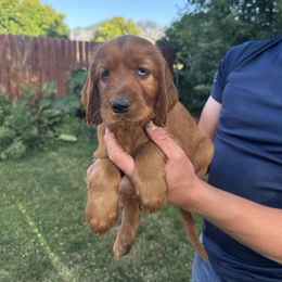 Orange-Minerva McGonagall - Mahogany female Irish Setter puppy in Franklin, Idaho from Spring Creek Irish Setters