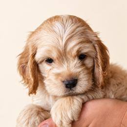 Cockapoo Puppies from Puppy Garden