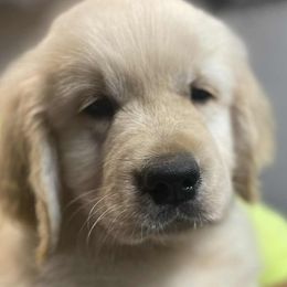 Sparkles - Golden male Golden Retriever puppy in York County, Maine from Dune Grass Goldens
