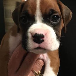 Boxer Puppies from DC Boxers
