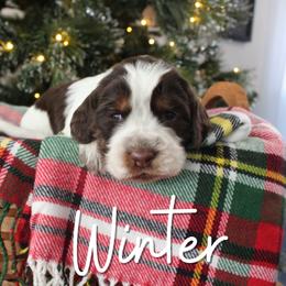 Winter - Liver white and tan female English Springer Spaniel puppy in Barnstead, New Hampshire from C & S Farms