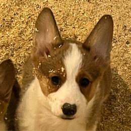 Girl 2 - Sable female Pembroke Welsh Corgi puppy in Saylorsburg, Pennsylvania from Dunnideer Farm