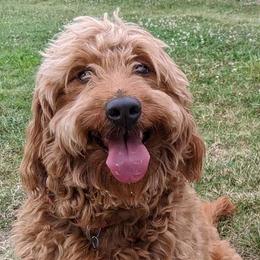 Goldendoodles and Poodles from Alger Farm, LLC