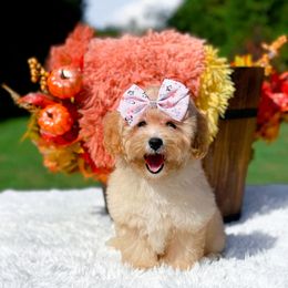 Mary Margaret - Apricot female Cavapoo puppy in Statesville, North Carolina from Doodle Babies