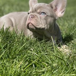 French Bulldog Puppies from Cream of the Crop Frenchies
