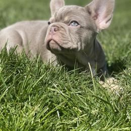 French Bulldog Puppies from Cream of the Crop Frenchies