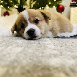 Pembroke Welsh Corgi Puppies from West Coast Corgi