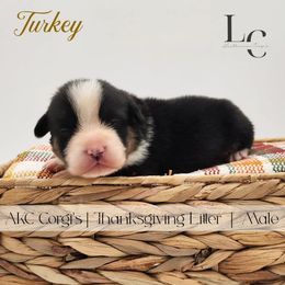 Turkey - Black and tan male Pembroke Welsh Corgi puppy in Pine Village, Indiana from NL Horsemanship