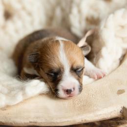Pink Collar - Female - Dolly - Sable female Pembroke Welsh Corgi puppy in Waverly Hall, Georgia from 6g Ranch Corgis