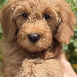 Bernedoodle, Cavapoo, and Goldendoodle Puppies from Adored Poodle & Doodles