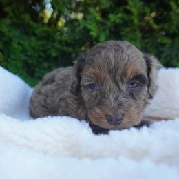 Ian - Merle male Cockapoo puppy in Shipshewana, Indiana from Home Raised Cockapoos
