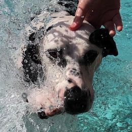 Dalmatians from Sun Dog Dalmatians