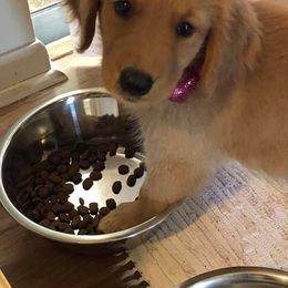 Golden Retriever Puppies from Precious Golden Retrievers