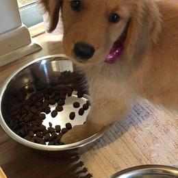 Golden Retriever Puppies from Precious Golden Retrievers