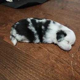Miniature Australian Shepherd and Toy Australian Shepherd Puppies from The Stanley's Little Aussies