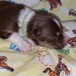Australian Shepherd Puppies from Purple Tyger Creations