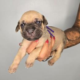Eden - Fawn female Cane Corso puppy in Elkhart, Indiana from Martins Almighty Cane Corsos