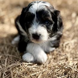 Blue collar toy - Black tri-color male Aussiedoodle puppy in 32046, Florida from River Hill Ranch