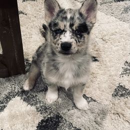 Pomsky Puppies from Ocean State Pomskies