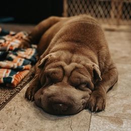 Chinese Shar-Pei from Badlands Shar Pei