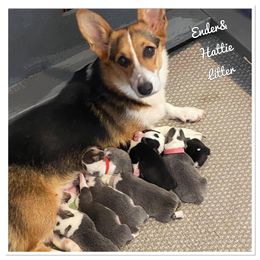 American Corgi and Pembroke Welsh Corgi Puppies from Wyndy Ridge Corgis