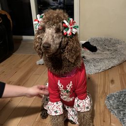 Bella - Poodle