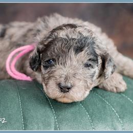 Girl 5 - female Bernedoodle puppy in Connersville, Indiana from Deaz Doodle Ranch
