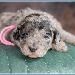 Girl 5 - female Bernedoodle puppy in Connersville, Indiana from Deaz Doodle Ranch