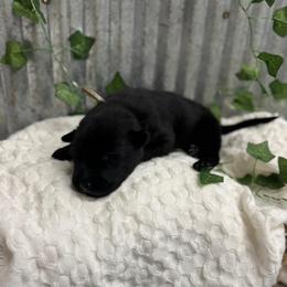 Light Blue - Black male Belgian Malinois puppy in Muskegon, Michigan from Red Acres Working Line K9s